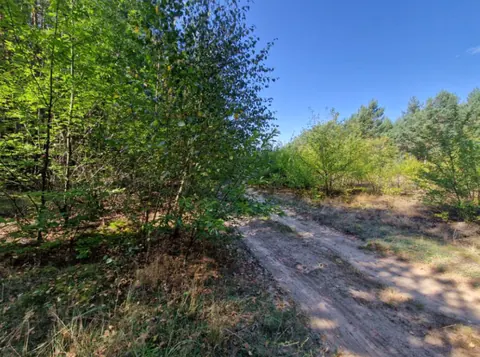 Syndyk sprzeda nieruchomość gruntową niezabudowaną - Kuny